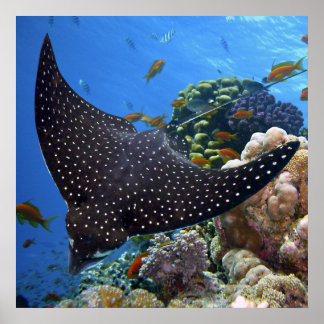 Spotted Ray Poster