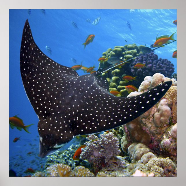 Spotted Ray Poster (Front)