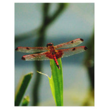 Spotted  Red and Black Dragonfly