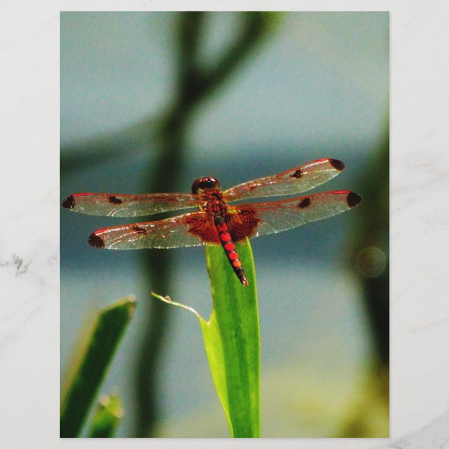 Spotted  Red and Black Dragonfly (Front)