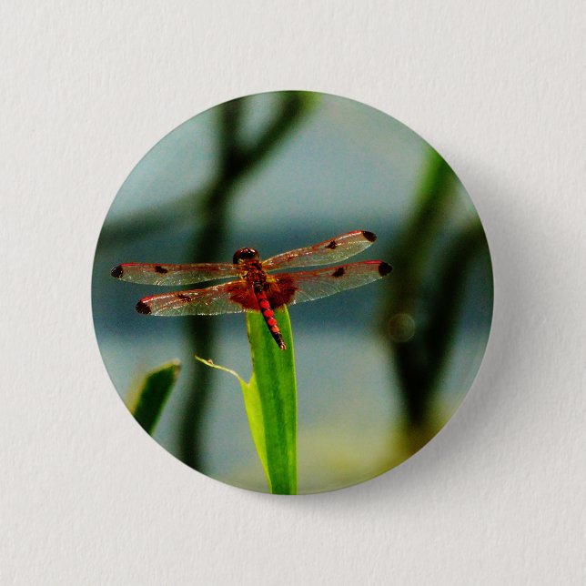 Spotted  Red and Black Dragonfly 6 Cm Round Badge (Front)