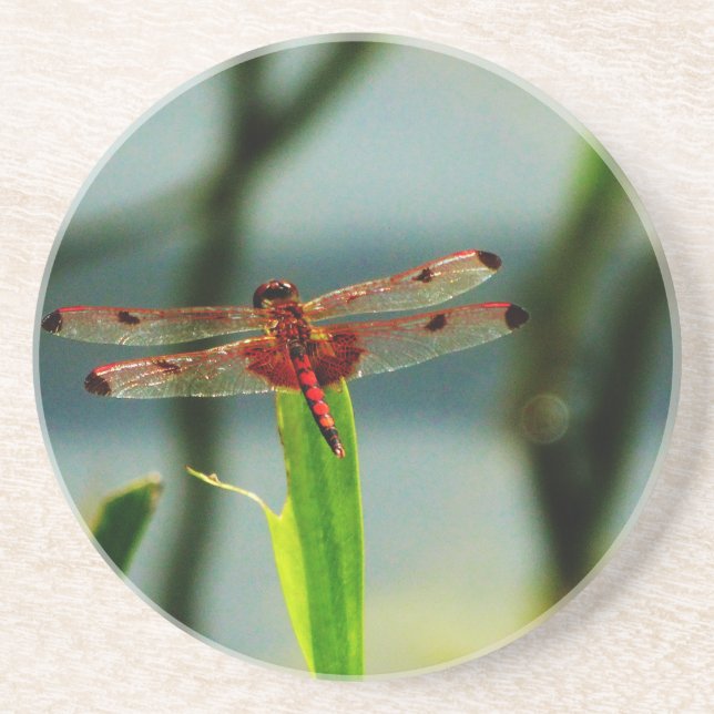Spotted  Red and Black Dragonfly Coaster (Front)