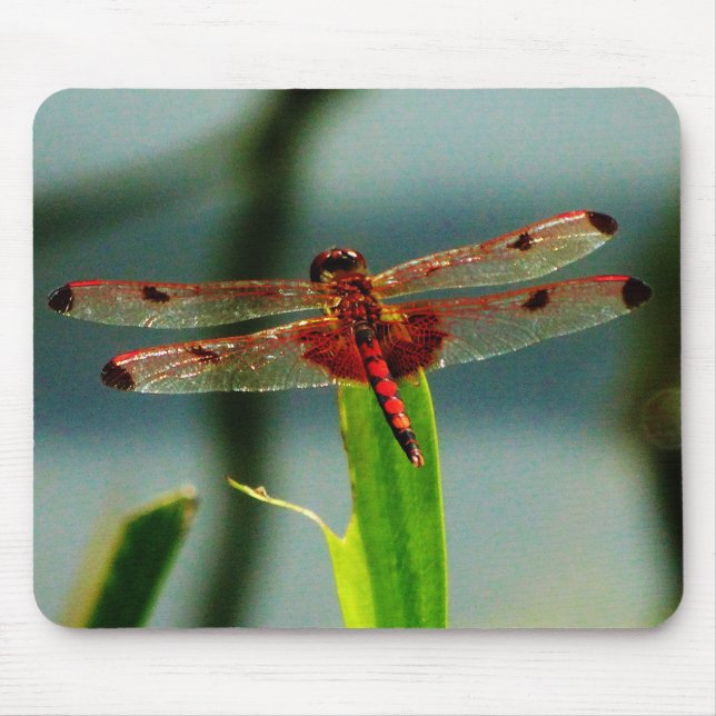 Spotted  Red and Black Dragonfly Mouse Pad (Front)