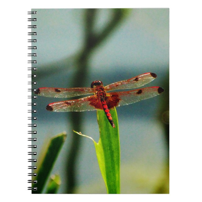 Spotted  Red and Black Dragonfly Notebook (Front)