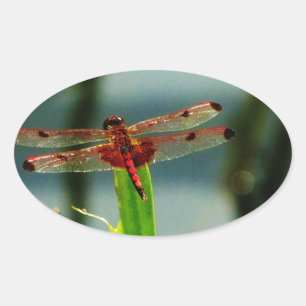 Spotted Red and Black Dragonfly Oval Sticker