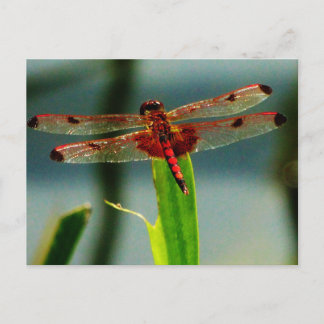 Spotted  Red and Black Dragonfly Postcard