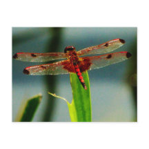 Spotted  Red and Black Dragonfly