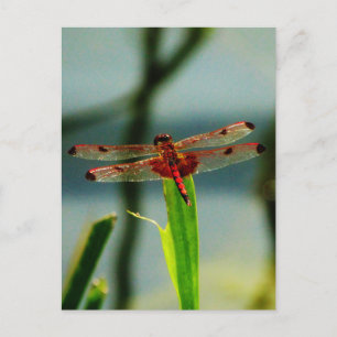 Spotted  Red and Black Dragonfly Postcard