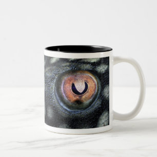 Spotted Royal Preko (Panaque Nigrolineatus) Two-Tone Coffee Mug