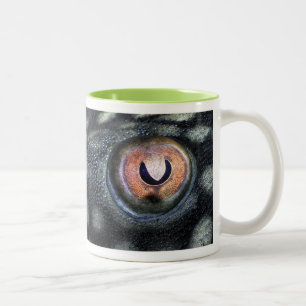 Spotted Royal Preko (Panaque Nigrolineatus) Two-Tone Coffee Mug