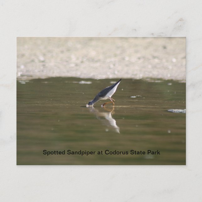 Spotted Sandpiper at Codorus State Park Postcard (Front)