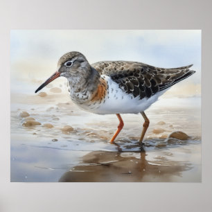 Spotted Sandpiper Bird Art Print Poster