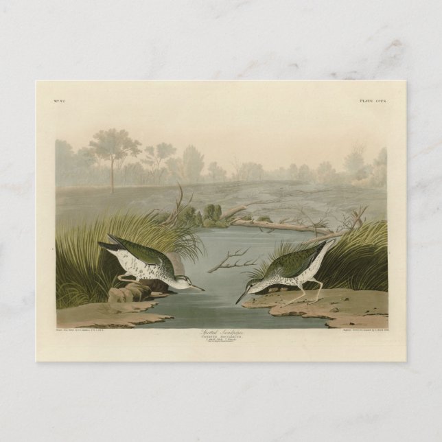 Spotted Sandpiper from Audubon's Birds of America Postcard (Front)