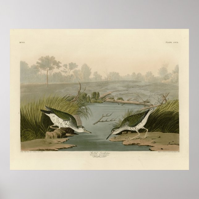 Spotted Sandpiper from Audubon's Birds of America Poster (Front)