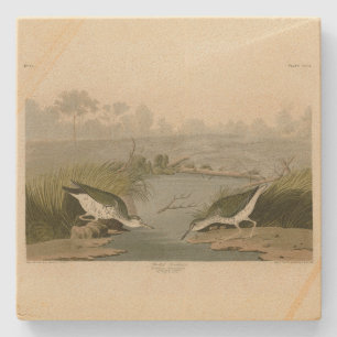 Spotted Sandpiper from Audubon's Birds of America Stone Coaster