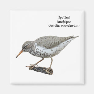 Spotted Sandpiper Magnet
