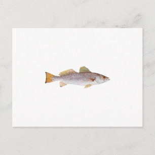 Spotted Seatrout Postcard