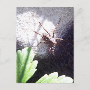 Spotted Spider Postcard