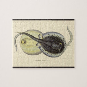 Spotted Stingrays, Vintage Marine Ocean Animals Jigsaw Puzzle