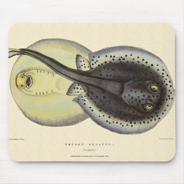Spotted Stingrays, Vintage Marine Ocean Animals Mouse Pad (Front)