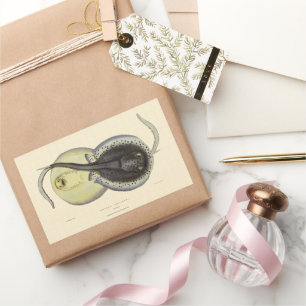 Spotted Stingrays, Vintage Marine Ocean Animals Rectangular Sticker