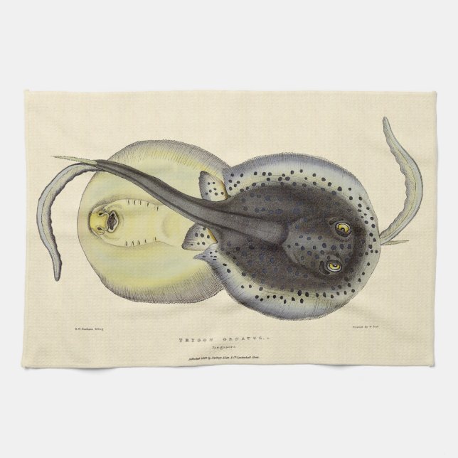 Spotted Stingrays, Vintage Marine Ocean Animals Tea Towel (Horizontal)