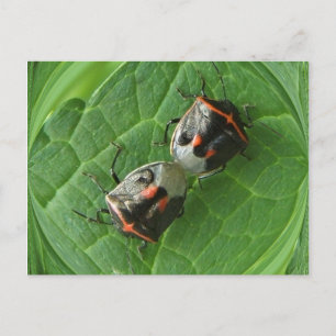 Spotted Stink bugs ~ postcard