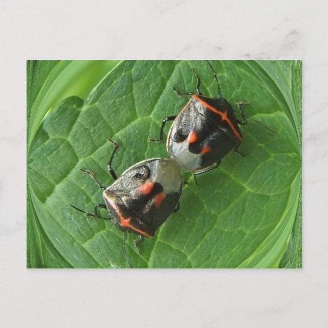 Spotted Stink bugs ~ postcard (Front)