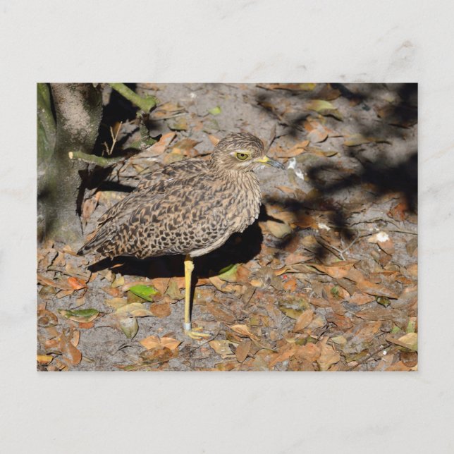 Spotted Thick-knee Dikkop Postcard (Front)