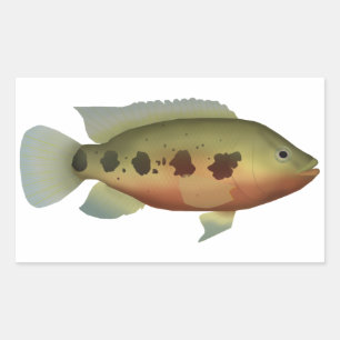 Spotted Tilapia Rectangular Sticker