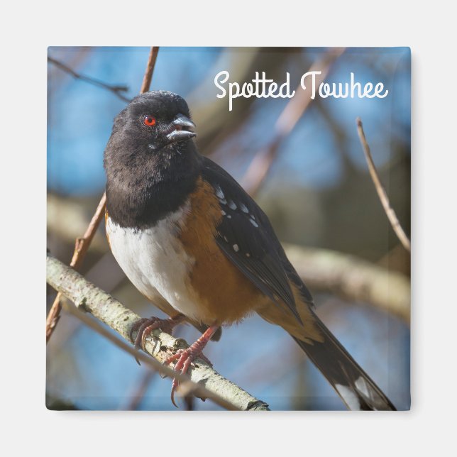 Spotted Towhee Magnet (Front)