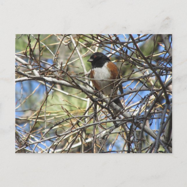Spotted Towhee Postcard (Front)
