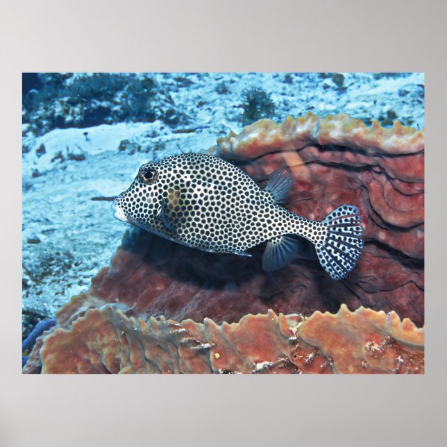 Spotted Trunkfish on the Coral Poster (Front)