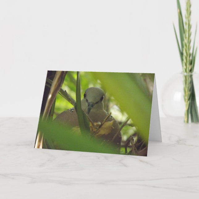 Spotted Turtle Dove Greeting Card (Front)