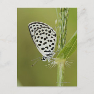 Spotted white butterfly resting on grass stem, postcard
