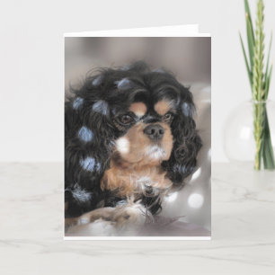 Spotty Cav? Card