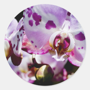 Spotty Orchid Classic Round Sticker