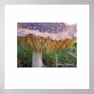 Spotty toadstool poster