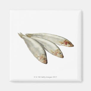 Sprats Magnet