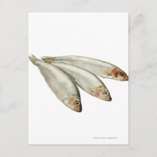 Sprats Postcard