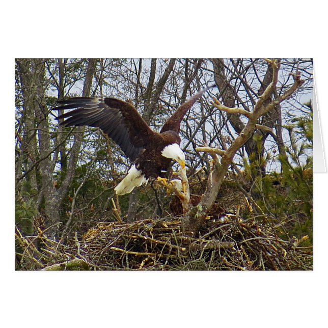 Spread Eagle (Front Horizontal)