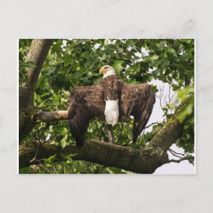 Spread Eagle Postcard