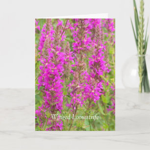 Spread My Wings And Fly: Congratulations Card