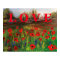 Spread The Love, Beautiful Love of Poppies