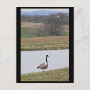 ~ Spring 65 ~ Postcard