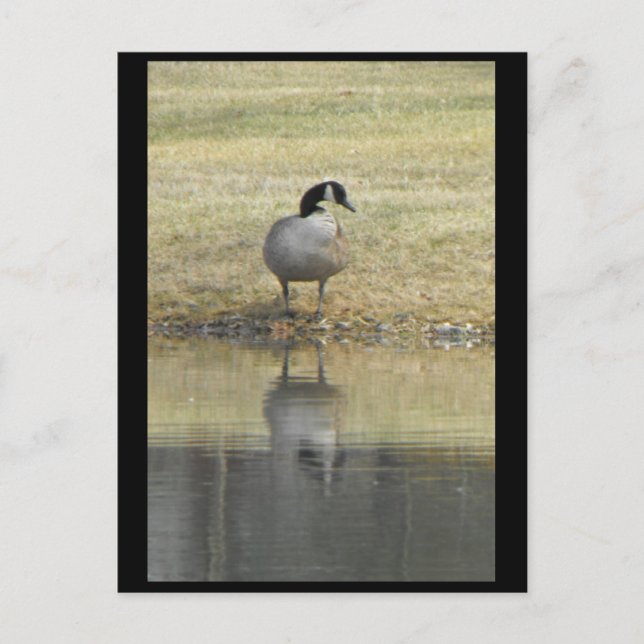 ~ Spring 71 ~ Postcard (Front)