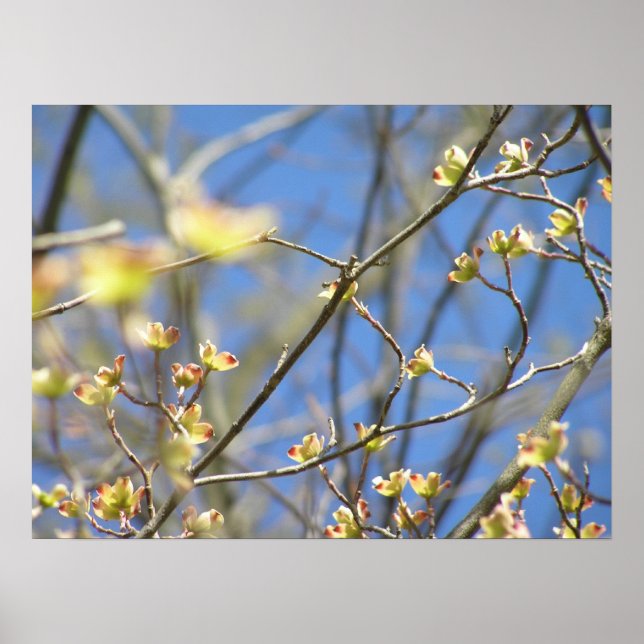 Spring - Apple Blossoms Poster / Print (Front)