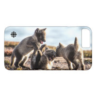 Spring - Arctic Fox