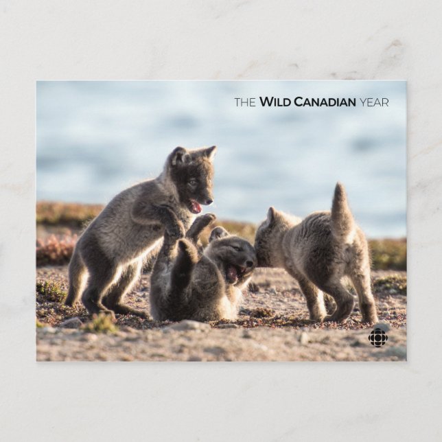 Spring - Arctic Fox Postcard (Front)