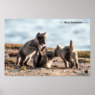 Spring - Arctic Fox Poster